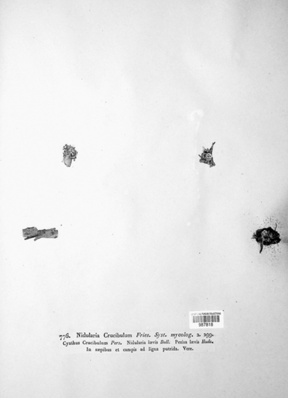 Crucibulum laeve image